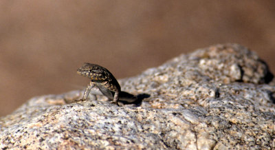 REPTILE - SCLEROPERUS SPECIES - FENCE LIZARD - ANZA BORREGO A.jpg