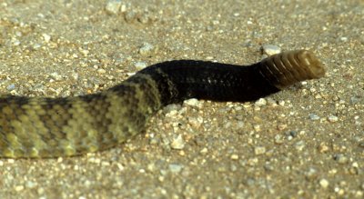 REPTILE - SNAKE - BLACK-TAILED RATTLE SNAKE.jpg