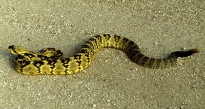 REPTILE - SNAKE - BLACK-TAILED RATTLER - CROTALUS SPECIES -  MADERA CANYON.jpg