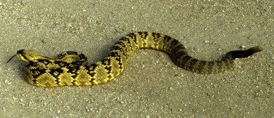 REPTILE - SNAKE - BLACKTAILED RATTLESNAKE - MADERA CANYON.jpg