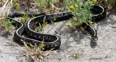 REPTILE - SNAKE - COLUMBIA GARTER SNAKE - RIDGEFIELD NWR WA (11).JPG