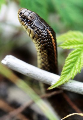 REPTILE - SPINY LIZARD - BIG SUR CALIF A (3).jpg