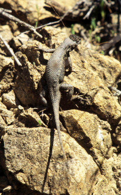 REPTILE - SPINY LIZARD - BIG SUR CALIF A.jpg