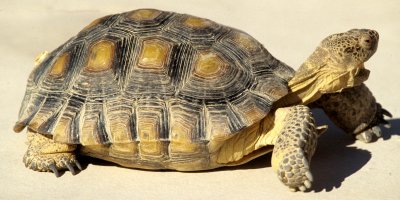 REPTILE - TORTOISE - DESERT - DEATH VALLEY A.jpg