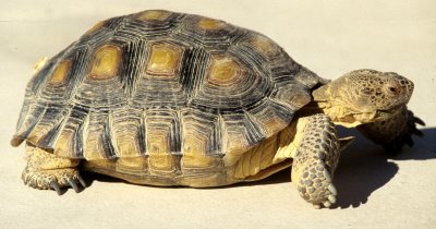 REPTILE - TORTOISE - DESERT - DEATH VALLEY.jpg