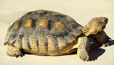 REPTILE - TORTOISE - DESERT TORTOISE-DEATH VALLEY.jpg