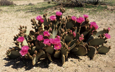 ANZA BORREGO - CACTACEAE - OPUNTIA BASILARIS - BEAVERTAIL CACTUS IN BLOOM A.jpg