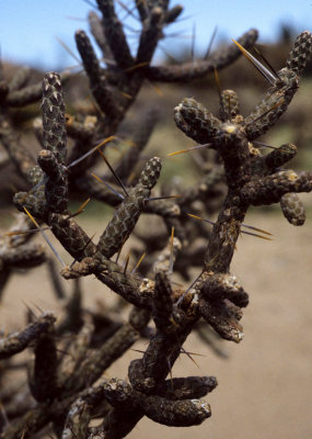 ANZA BORREGO - CACTACEAE - OPUNTIA RAMOSSIMA - DIAMOND CHOLLA.jpg