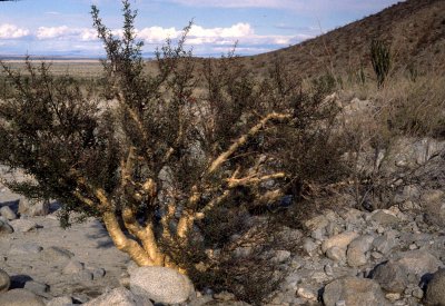 ANZA BORREGO - LEGUMINOSEAE - BURSERA MICROPHYLLA - ELEPHANT TREE.jpg