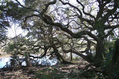 ARANZAS NWR - TEXAS (15).jpg