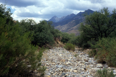 ARIZONA - MADERA CANYON - BACCHARIS AND PROSOPIS COMMUNITY - DRY WASH.jpg