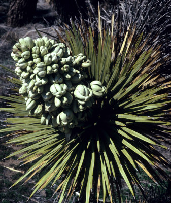 MOJAVE - LILIACEAE - YUCCA BREVIFOLIA - JOSHUA TREE.jpg