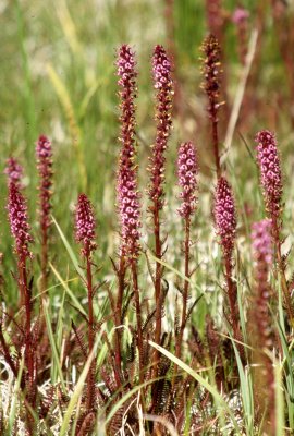 GREAT PLAINS - PLANT SPECIES.jpg