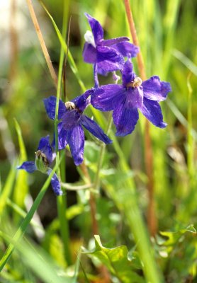 GREAT PLAINS - THEODORE ROOSEVELT NP F.jpg