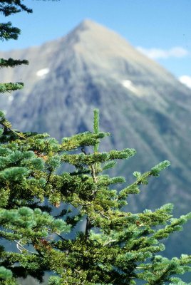 MONTANA - GLACIER NP - PICEA SPECIES.jpg