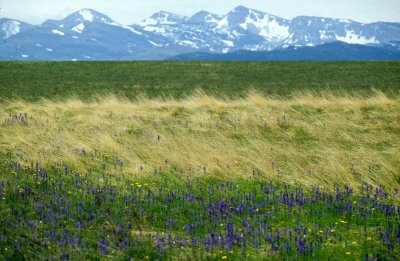 MONTANA - GREAT PLAINS GRASSLAND.jpg