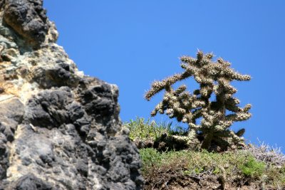 CALIFORNIA - CHANNEL ISLANDS NP - ANACAPA ISLAND - OPUNTIA SPECIES - Coast Cholla - Opuntia sp. Anacapa 3 (3).jpg