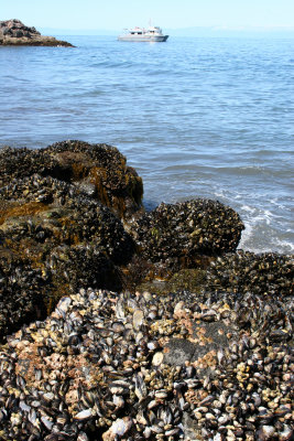 CALIFORNIA - CHANNEL ISLANDS NP - ANACAPA ISLAND - Rocky Intertidal Zone Anacapa Island.jpg