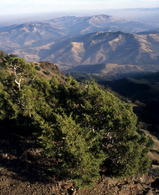CALIFORNIA - MOUNT DIABLO - PLANT SPECIES E (4).jpg