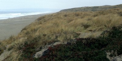 CALIFORNIA - POINT REYES - DUNE COMMUNITY - COASTAL STRAND - AMMOPHILIA ARENARIA - BEACH GRASS.jpg