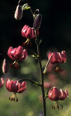 CALIFORNIA - REDWOODS NP - LILY SPECIES IN BLOOM.jpg