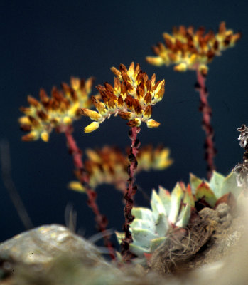 CALIFORNIA - SIERRA - SEDUM SPECIES (2).jpg