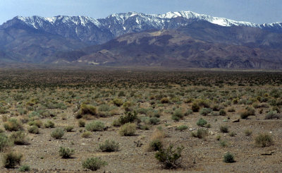DEATH VALLEY - ARTEMISIA COMMUNITY - WITH PANAMINTS IN BACKGROUND.jpg