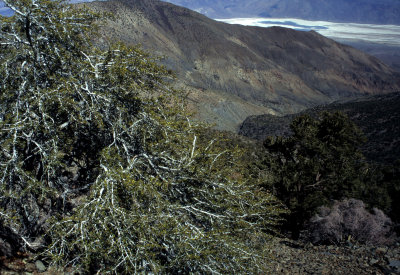 DEATH VALLEY - CEROCARPUS LEDIFOLIUS - CURLLEAF MOUNTAIN MAHOGANY B.jpg