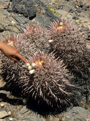 DEATH VALLEY - ECHINOCACTUS POLYCEPHALUS - COTTONTOP CACTUS.jpg