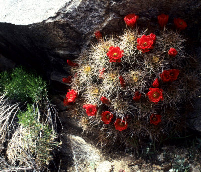 DEATH VALLEY - ECHINOCEREUS TRIGLOCHIDIATUS VAR MOJAVENSIS A.jpg