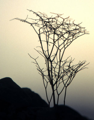 DEATH VALLEY - ERIOGONUM SPECIES - FLATCROWNED ERIOGONUM B.jpg