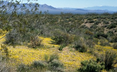 DEATH VALLEY - LARREA DIVARICATA - CREOSOTE COMMUNITY.jpg