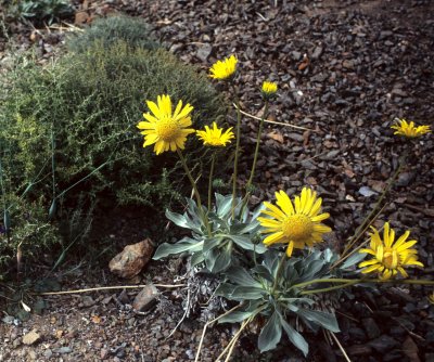 DEATH VALLEY - PANAMINT DAISY - PANAMINT CANYON.jpg