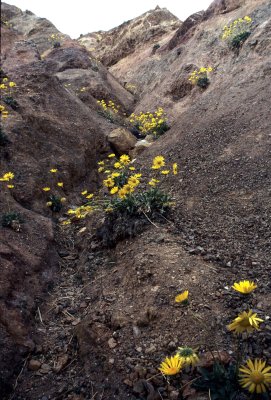 DEATH VALLEY - PANAMINT DAISY A.jpg