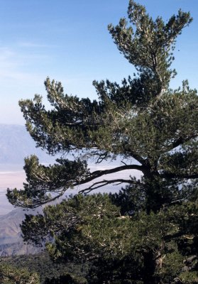 DEATH VALLEY - PINUS FLEXILIS - LIMBER PINE - PANAMINT RANGE.jpg