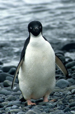 BIRD - PENGUIN - ADELIE - ARCTOWSKI ANTARCTICA (3).jpg