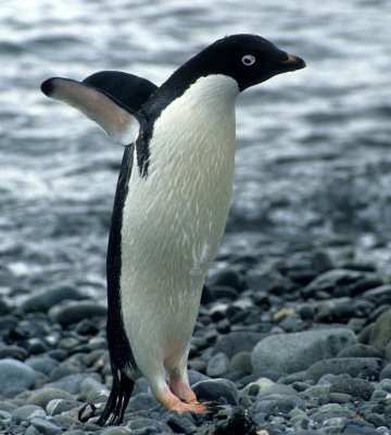 Birds & Mammals of Antarctica