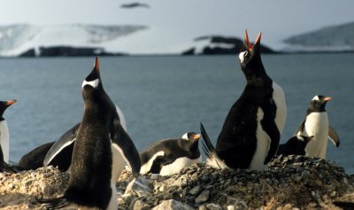 BIRD - PENGUIN - GENTOO ROOKERIES (22).jpg