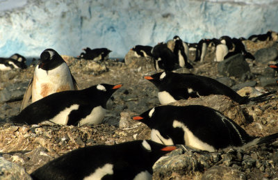 BIRD - PENGUIN - GENTOO ROOKERIES (3).jpg