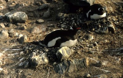 BIRD - PENGUIN - GENTOO ROOKERIES (41).jpg