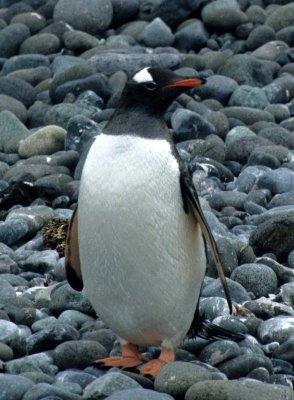 BIRD - PENGUIN - GENTOO ROOKERIES (47).jpg