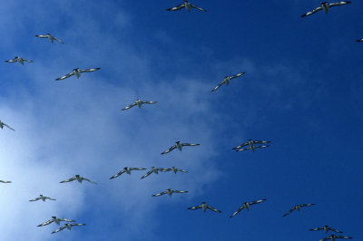 BIRD - PETREL - CAPE - ANTARCTIC CONVERGENCE AREA.jpg