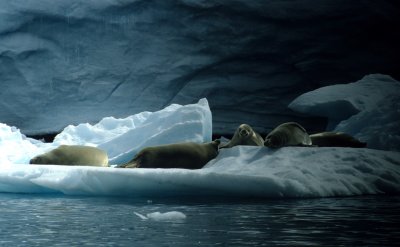 PINNIPED - SEAL - CRABEATER - ANTARCTICA.jpg