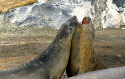 PINNIPED - SEAL - SOUTHERN ELEPHANT SEALS - ANTARCTICA (16).jpg