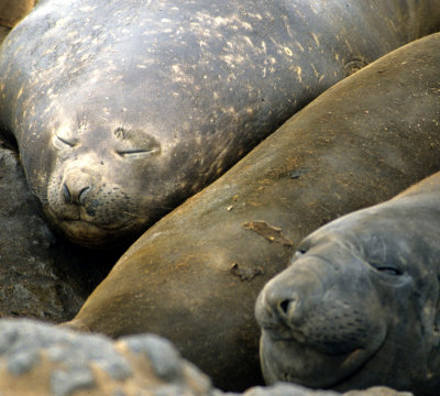 PINNIPED - SEAL - SOUTHERN ELEPHANT SEALS - ANTARCTICA (34).jpg