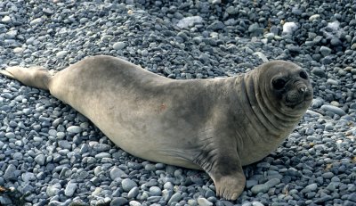 PINNIPED - SEAL - SOUTHERN ELEPHANT SEALS - ANTARCTICA.jpg