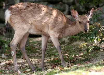 CERVID - DEER - SIKA DEER - JAPANESE SIKA DEER - CERVUS NIPPON NIPPON - MIYAJIMA ISLAND JAPAN (20).JPG