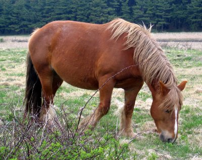 EQUIN - SHIMOKITA WILD HORSES 2006 (2).jpg