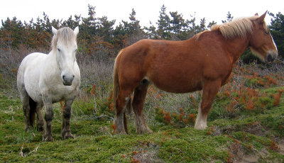 EQUIN - SHIMOKITA WILD HORSES 2006 (6).jpg