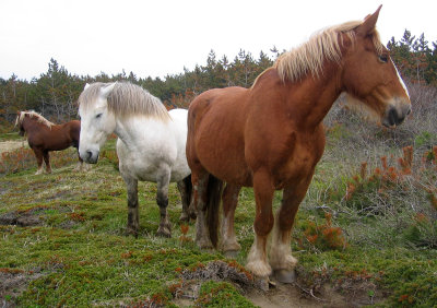 EQUIN - SHIMOKITA WILD HORSES 2006 (7).jpg